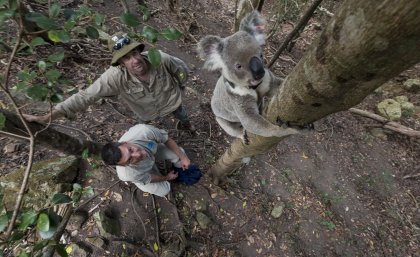 San Diego Zoo ambassador Ric Schwartz and UQ’s Dr Bill Ellis with a koala participating in the radio tracking study. Credit: Ken Bohn – San Diego Zoo. San Diego Zoo ambassador Ric Schwartz and UQ’s Dr Bill Ellis with a koala participating in the radio tracking study. Credit: Ken Bohn – San Diego Zoo.